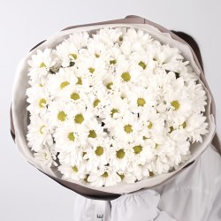 15 hrizantem romashka 2